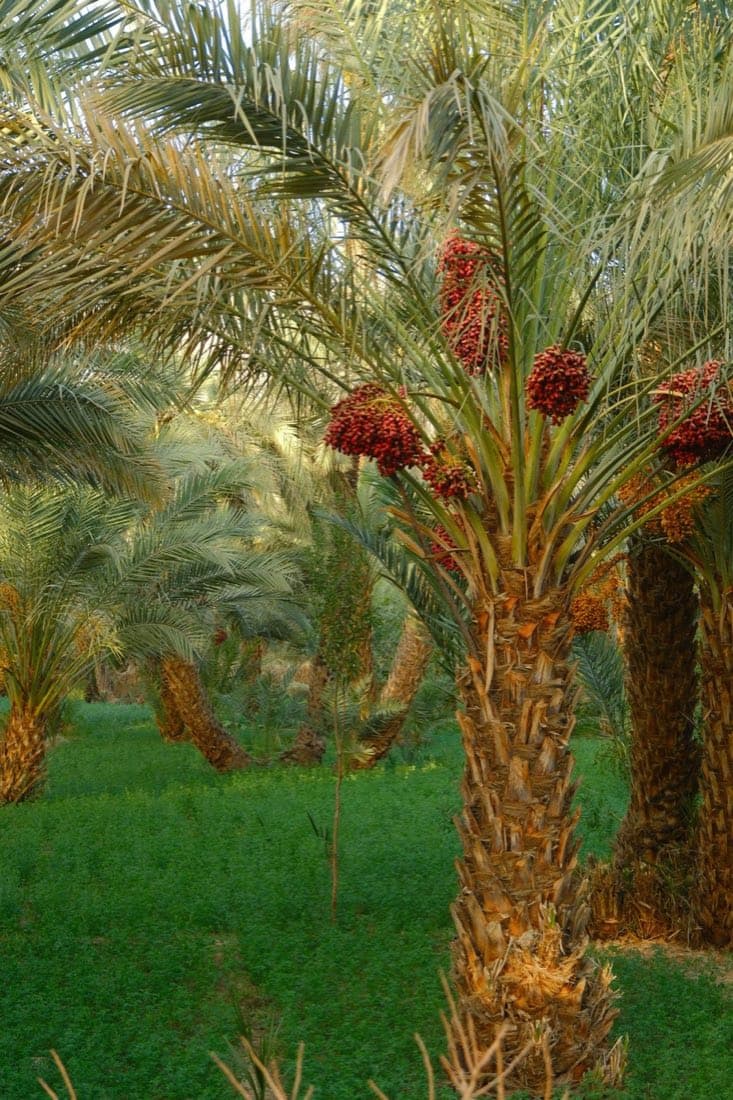 Date palms in a Quba orchard